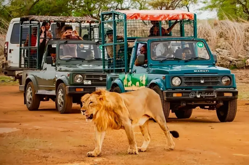 Sasan Gir Wildlife Tour Package