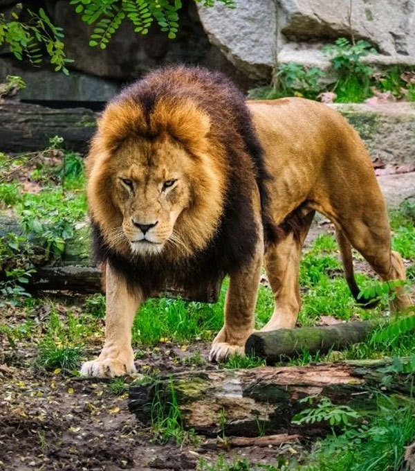 Sasan Gir Wildlife Package